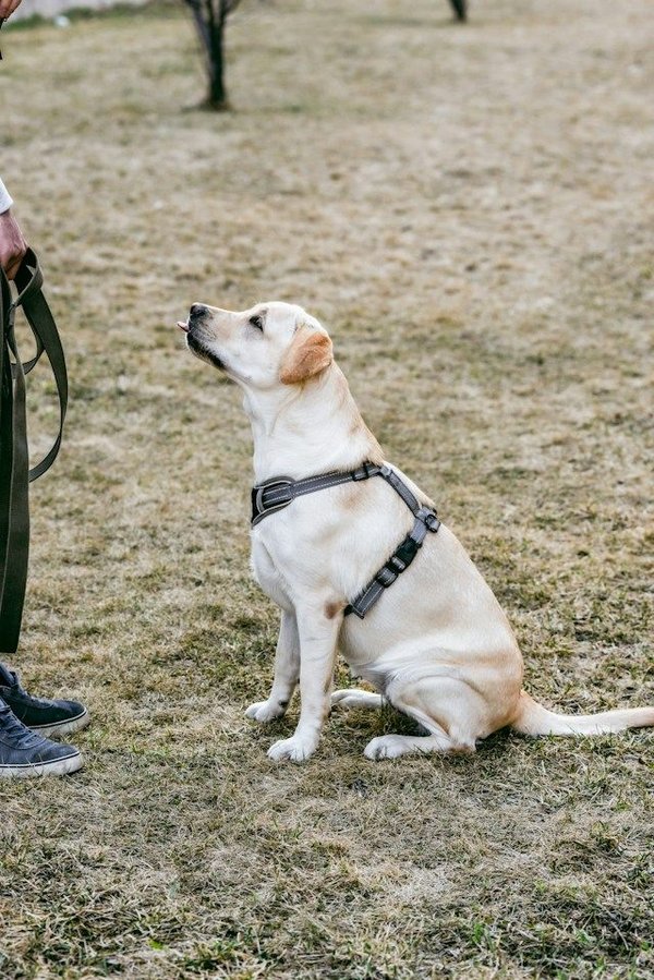 What Are the Best Techniques for Training Dogs for Search and Rescue Missions?
